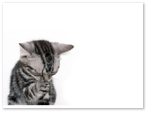 �y�b�g�̂���