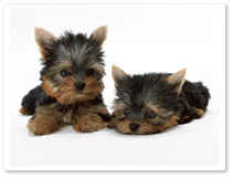 �y�b�g���{����